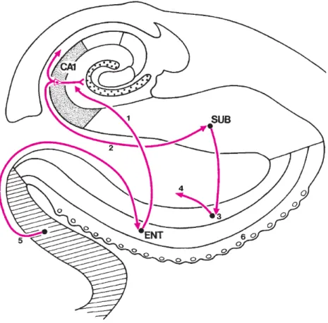 Figure 2.14: Direct intrahippocampal pathway. The entorhinal area projects directly onto CA1 pyramidal neurons (1), which innervate the subiculum (2)