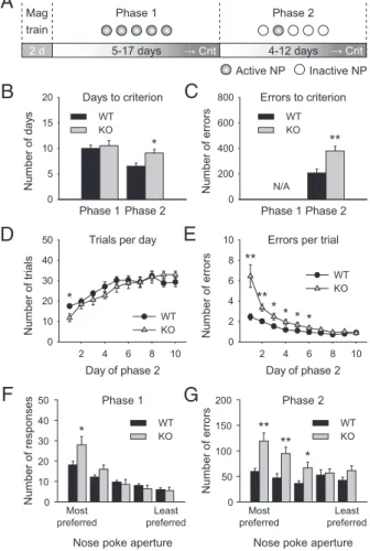 Fig. 1. Fmr1 KO mice are impaired in the acquisition of a visuospatial dis- dis-crimination task