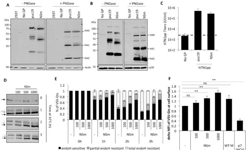 Fig 6. CCHFV NSm alters the glycosylation of viral glycoproteins and accelerates VSV-G trafficking in a dose dependent fashion
