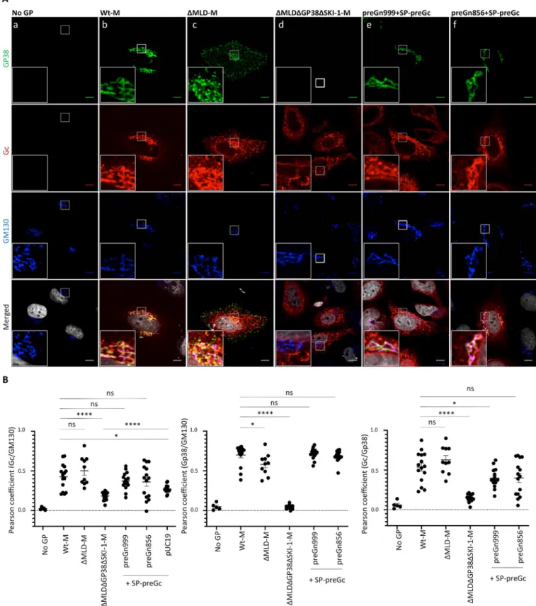 Fig 2. Golgi localization of CCHFV glycoprotein Gc is dependent on MLDGP38. (A) Confocal microscopy analysis of Huh7 cells transfected with pUC19-empty vector, wt-M, ΔMLD-M, ΔMLDΔGP38-M, a 1:1 mix of preGn999 or preGn856 (ΔNSm) with SP-preGc