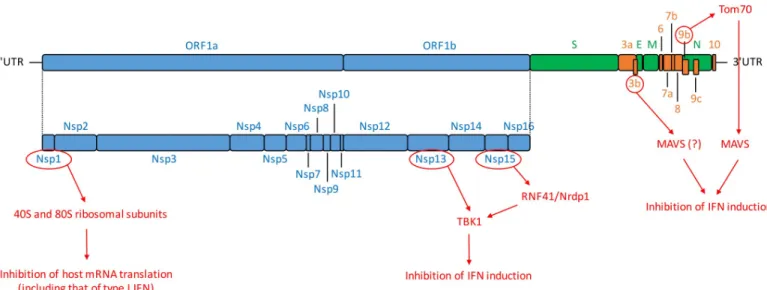 Fig 1. SARS-CoV-2 genomic organization and encoded proteins. ORF1a/1b encode a polyprotein, which is proteolytically processed into Nsp1–16, represented in blue