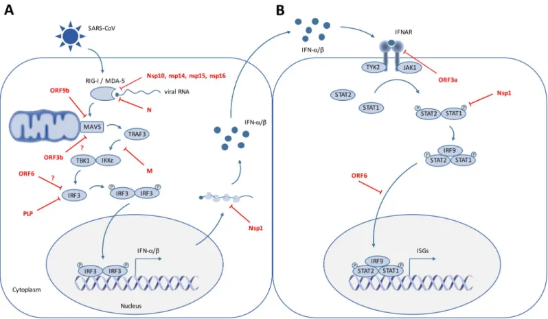 Fig 2. SARS-CoV interfering with IFN induction and signaling. On this cartoon are schematically represented the signaling pathways triggered by SARS-CoV RNA recognition by the cytoplasmic RNA sensors RIG-I and MDA5, which leads to IFN induction (A) and sub