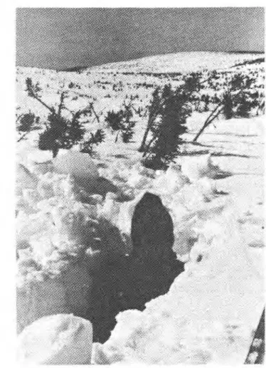 FIGURE  15.  Snow  cover  in  the  krummholz  zone  near  Lac 