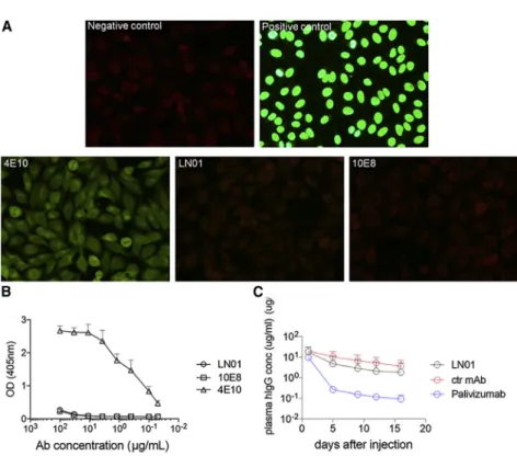 Figure 2. Analysis of LN01 Autoreactivity (A) Immunofluorescence on Hep-2 cells. BnAbs LN01, 4E10, and 10E8 as well as positive and negative controls provided by the diagnostic kit were tested at 50 mg/mL.