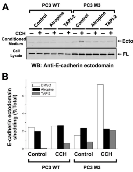 Figure 17 : Mise en évidence de la régulation muscarinique de la sécrétion de l’E-cadhérine  dans les cellules PC3-M3