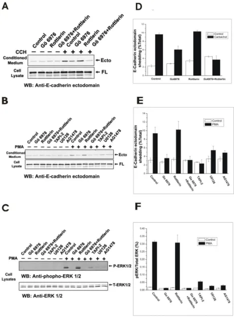 Figure  21 :  Voie  dépendante  des  PKCs,  régulation  de  la  sécrétion  d’E-cadhérine  et  transactivation du récepteur de l’EGF