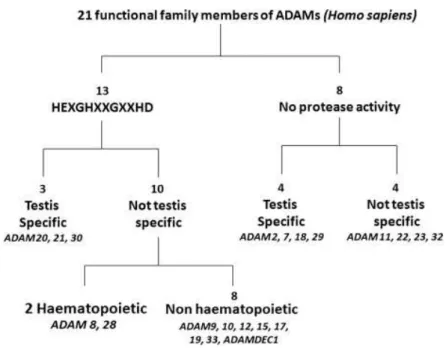 Figure 6:  Classification  des  21  ADAMs  humaines  fonctionnelles  ou  présumées  selon  leur  site d’expression et leur activité protéasique