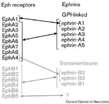 Figure 11 : Spécificités de liaison entre récepteurs Eph et éphrines connues.  