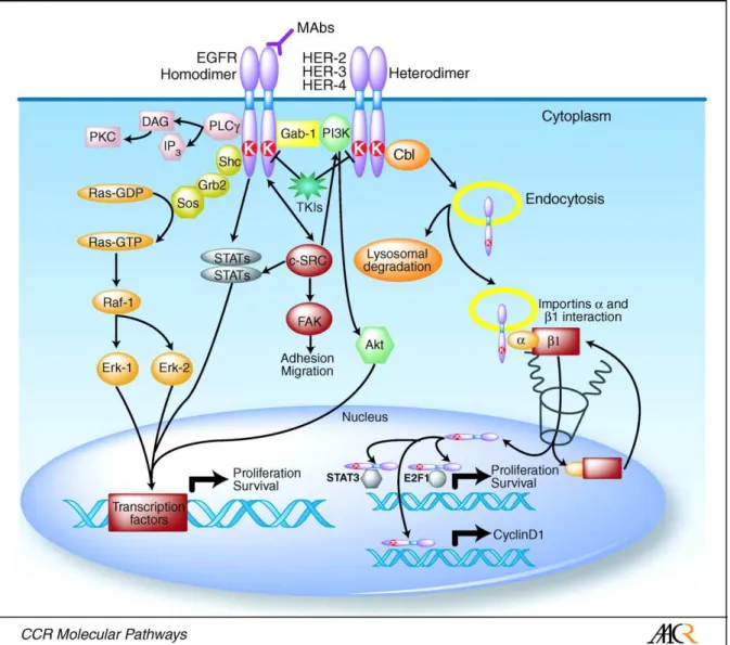 Figure 12 : Conséquences intracellulaires de l’activation du récepteur de l’EGF après homo,  hétérodimérisation ou transactivation