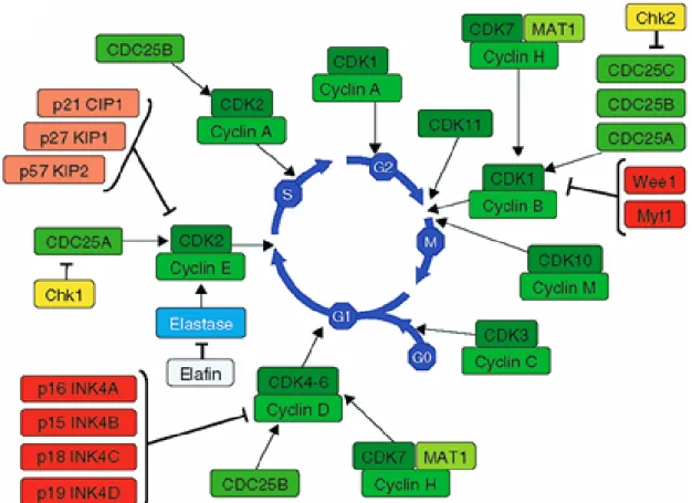 Figure 1 : Représentation des complexes Cyclines/Cdks au cours du cycle cellulaire  Les  complexes  Cyclines/Cdks  contrôlent  les  transitions  d’une  phase  à  l’autre  du  cycle  cellulaire, ces complexes sont régulés en amont par des kinases et des   p