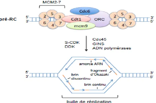 Figure 3: Initiation de la réplication 