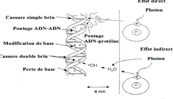 Figure 5: Représentation schématique des lésions de l’ADN induites par les effets  directs et indirects des RI