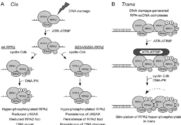 Figure 19: Modèle de la phosphorylation de la protéine RPA en réponse à la CPT et  impact en cis et en trans