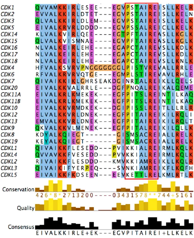 Figure 20: Sites prédictifs des Cdks et des protéines Cdks Like  