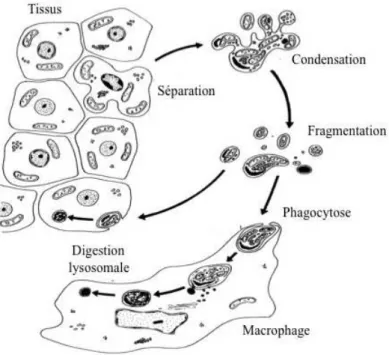 Figure 1: Illustration des différentes caractéristiques de l'apoptose. 