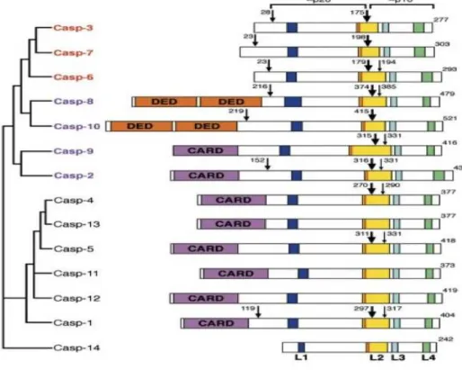 Figure 5: Structure et classification des caspases en fonction de leur degré d’homologie