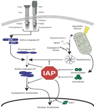 Figure 11: Rôles des IAPs dans la régulation des voies de signalisation apoptotique.  