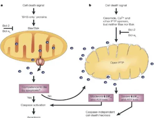 Figure 13: Modèles de sortie du cytochrome c et des autres facteurs apoptogènes  de l’espace intermembranaire mitochondrial
