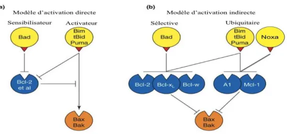 Figure 14 : Deux modèles d’activation de Bax et Bak par les protéines à domaine BH3 seul
