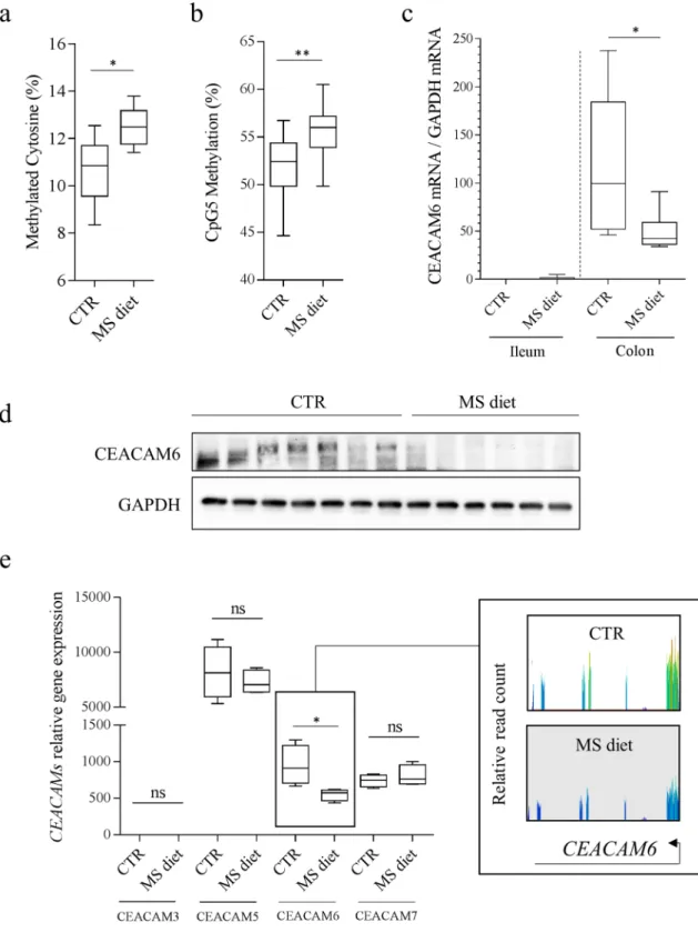 Figure 1.  Methyl-donor supplementation decreases CEACAM6 expression through hypermethylation of its promoter  in intestinal epithelial cells in vivo
