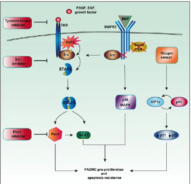 Figure 10: Principales voies oncogéniques activées dans la physiopathologie de l’HTAP
