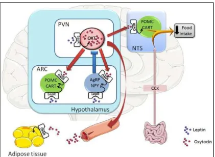 Figure 22. Representative scheme of the oxytocin neuronal circuits controlling food intake