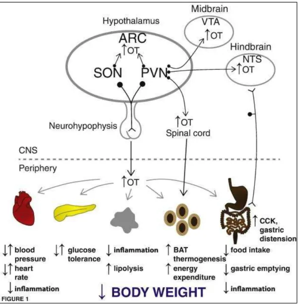 Figure 25. Schematic representation oxytocin involvement on energy homeostasis. OT release within  the CNS, spinal cord, and from the neurohypophysis into the circulation (shown in black arrows) may  impact metabolic processes (shown in gray) that result i