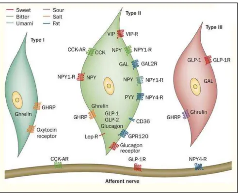 Figure 26. Expression of hormones and their receptors in the three subtypes of taste bud cells