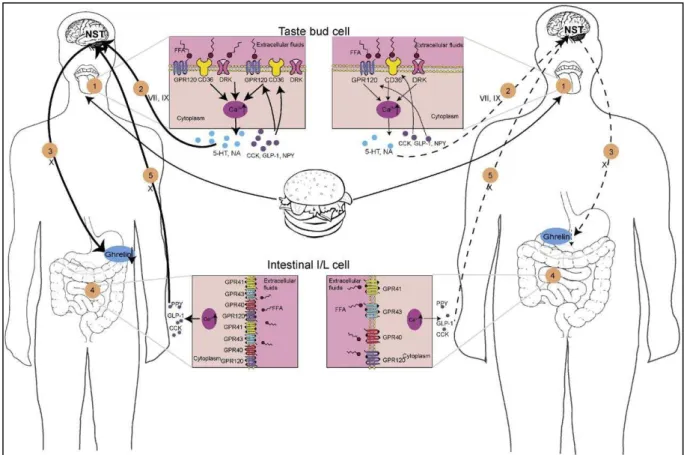 Figure 27. Proposed mechanisms of the systemic energy regulation via fat taste receptors