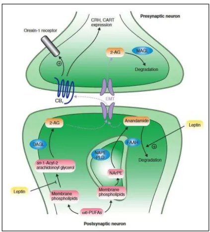Figure  28.  The  endocannabinoid  system  in  neurons:  CB 1   signalling  affects  the  expression  of  orexigenic  and  anoretic  mediators  in  the  hypothalamus