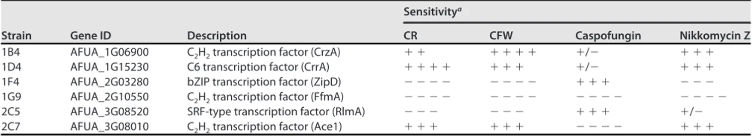 TABLE 2 Susceptibility of the parental strain and TF mutants mostly affected by CR incubation to cell wall antifungal drugs