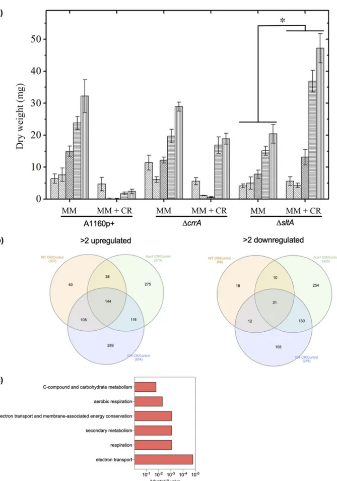 FIG 8 Stimulation of growth of the D sltA resistant strain by CR. (a) Growth of the wild type and resistant D crrA and D sltA mutants in liquid buffered MM medium in the absence or presence of CR at 300mg/ml under shaken conditions after priming the mutant