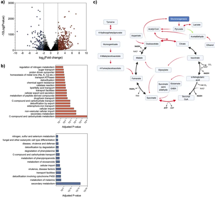 FIG 3 Transcriptome analysis of A. fumigatus D ffmA in the absence of Congo red exposure