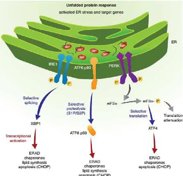 Figure 5. Unfolded protein response. Upon ER stress, all three unfolded protein response pathways lead to  ERAD and apoptosis