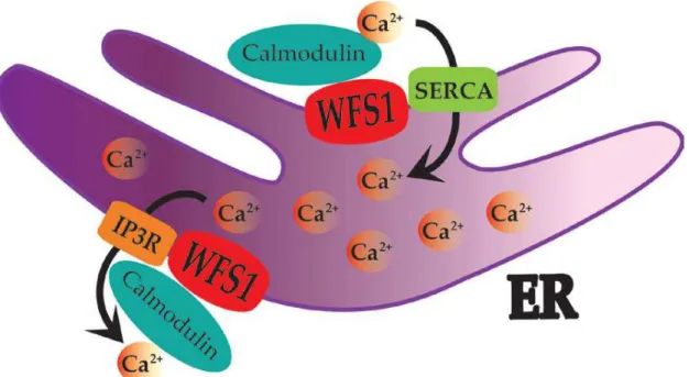 Figure 7. WFS1 as a keeper of Ca 2+  ER homeostasis. WFS1 interacts with SERCA pump to bring Ca 2+  into the  ER lumen and probably with IP3R to export it outside