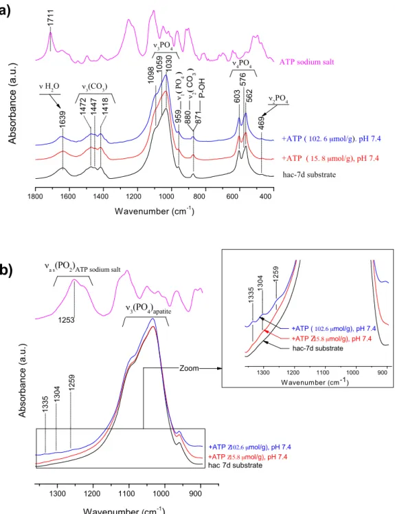 Fig. 3. (a) FTIR analysis of the apatitic substrate before and after ATP adsorption for varying coverages, and spectrum of ATP sodium salt