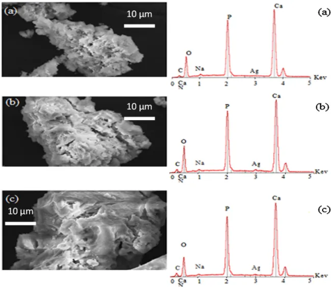 Fig. 6. SEM images and EDx spectra for (a) hac-7d, (b) hac-7d + 15.8 ␮mol/g of ATP and (c) hac-7d + 102.6␮mol/g of ATP of P 2 O 7 4 − ions with apatitic OH − ions present in the hac-7d 