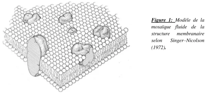 Figure  1:  Modèle  de  la  mosaïque  fluide  de  la  structure  membranaire  selon  Singer–Nicolson  (1972)