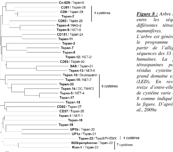 Figure 8 :  Arbre des distances  entre  les  séquences  des  différentes  tétraspanines  de  mammifères