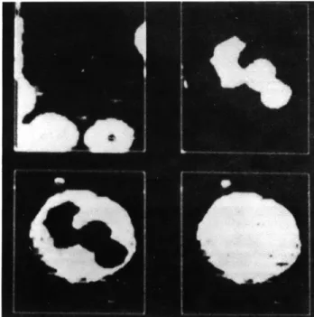 Fig.  IX-9. Four  cells.