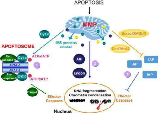 Figure 4A : La voie mitochondriale de l’apoptose 