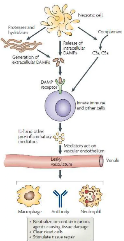 Figure 5 : Nécrose et déclenchement de l’inflammation 