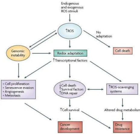 Figure 10 : Adaptation au stress oxydant, cancérogenèse et chimio-résistance 