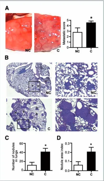 Figure 3. Coculture with adipocytes stimulates the metastatic potential of 4T1 cells in vivo