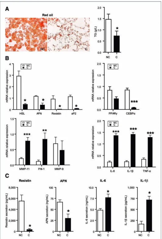 Figure 4. Adipocytes cocultivated with breast tumor cells undergo extensive phenotypic changes