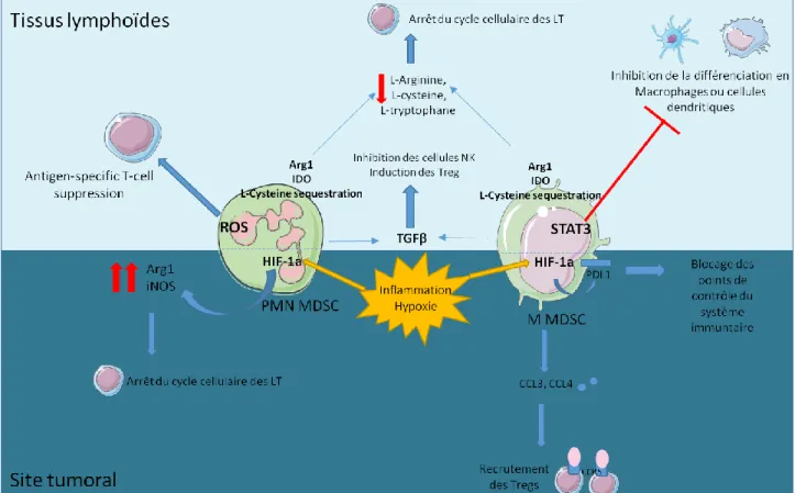 Figure 9 Localisation et fonctions immunosuppressives des MDSC 