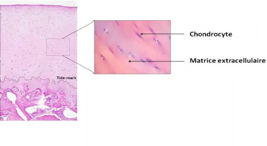 Figure 2 : Composition du cartilage articulaire visualisée sur une coupe histologique