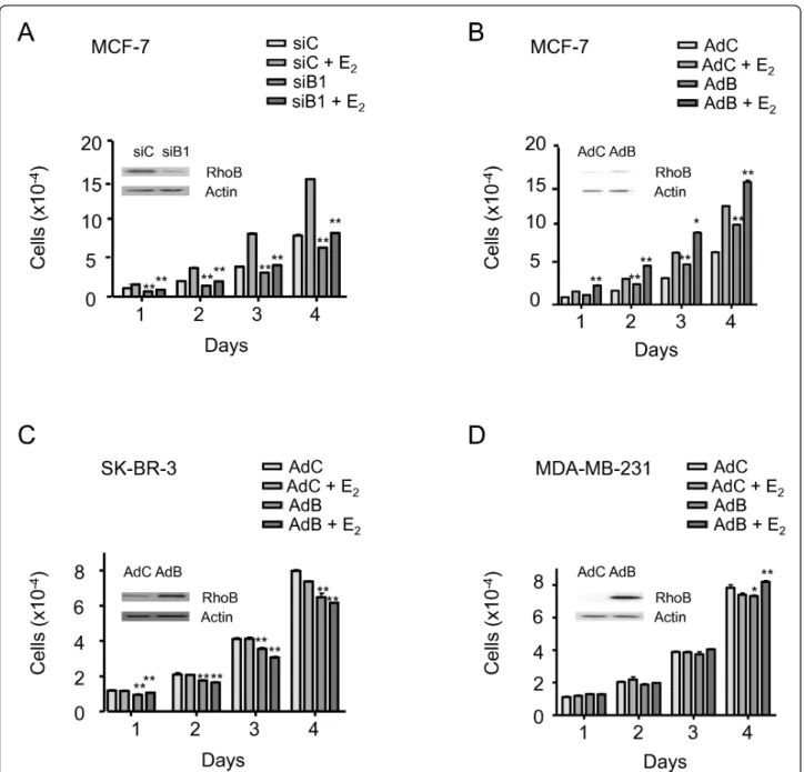 Figure 5 RhoB differentially affects the proliferation of breast cancer cell lines. Forty-eight hours after transfection or transduction, cells were seeded with estradiol (E 2 ) or ethanol and counted daily