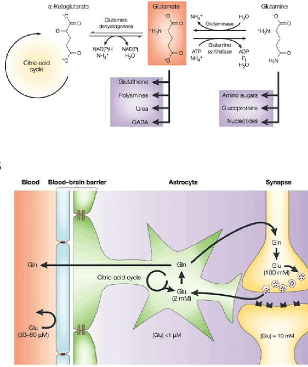 Figure 10. Métabolisme et compartimentalisation du  glutamate dans le système nerveux
