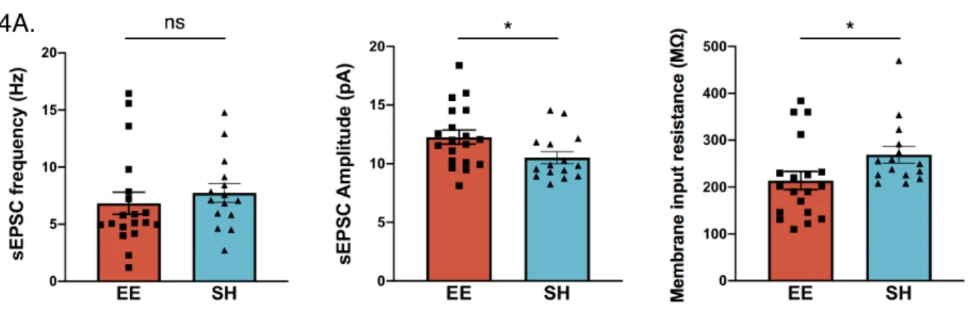 Figure 4a. Left: We did not detect a difference in the frequency of spontaneous excitatory post  synaptic currents (sEPSC) of mPFC pyramidal neurons between wild-type enriched vs